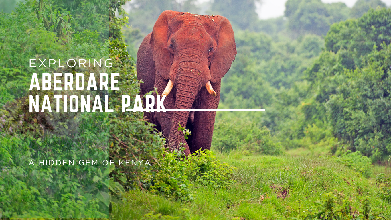 Uncover the Magic of Aberdare: Kenya's Scenic Wilderness Awaits!