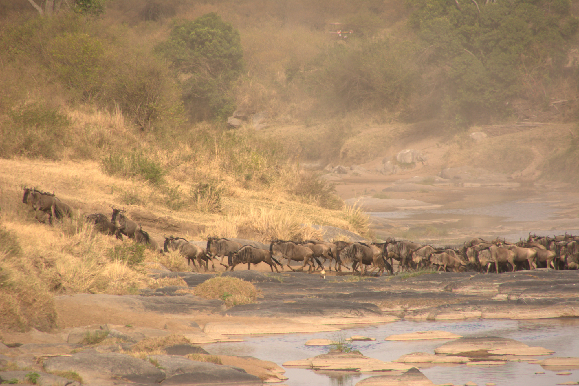Best Time to Go on Safari in Kenya: Month-by-Month Wildlife &amp; Spotting Guide