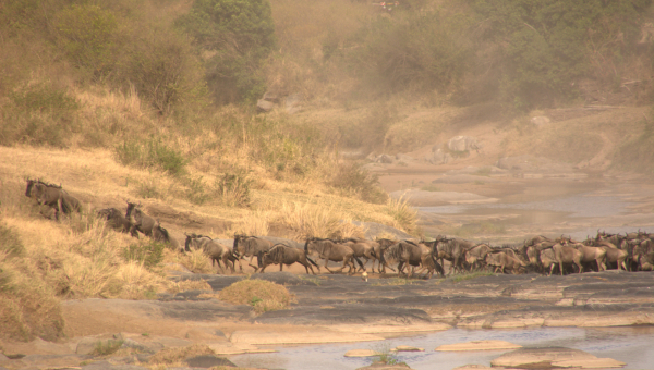 Best Time to Go on Safari in Kenya: Month-by-Month Wildlife &amp; Spotting Guide